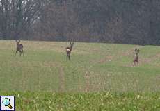 Reh (Roe Deer, Capreolus capreolus)