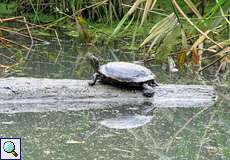 Rotwangen-Schmuckschildkröte (Meso-American Slider, Trachemys scripta elegans)