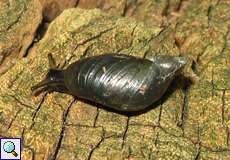 Schlanke Bernsteinschnecke (Pfeiffer's Amber Snail, Oxyloma elegans)