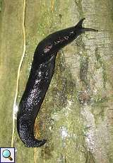 Schwarzer Schnegel (Ashy-grey Slug, Limax cinereoniger)