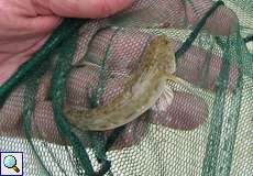 Schwarzmund-Grundel (Round Goby, Neogobius melanostomus)