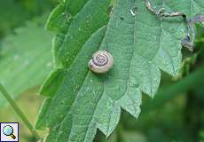 Seidenhaarschnecke (Trochulus sericeus)