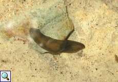 Dreieckskopf-Strudelwurm (Freshwater Flatworm, Dugesia gonocephala)