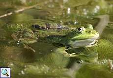 Teichfrosch (Edible Frog, Pelophylax esculentus)