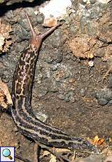 Tigerschnegel (Leopard Slug, Limax maximus)