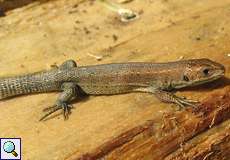 Waldeidechse (Viviparous Lizard, Zootoca vivipara)