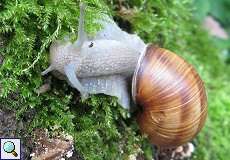 Weinbergschnecke (Burgundy Snail, Helix pomatia)