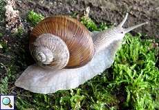 Weinbergschnecke (Burgundy Snail, Helix pomatia)