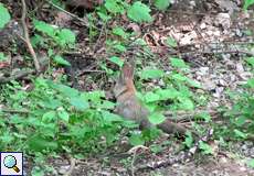 Wildkaninchen (European Rabbit, Oryctolagus cuniculus)