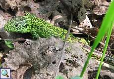 Männliche Zauneidechse (Sand Lizard, Lacerta agilis)