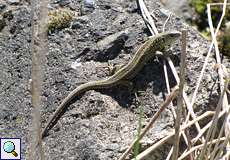 Zauneidechse (Sand Lizard, Lacerta agilis)