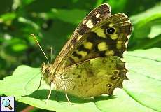 Waldbrettspiel (Pararge aegeria) in der Urdenbacher Kämpe