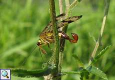 Männliche Gewöhnliche Skorpionsfliege (Panorpa communis) in der Urdenbacher Kämpe