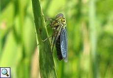 Männliche Binsenschmuckzikade (Cicadella viridis) in der Urdenbacher Kämpe