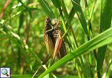 Roesels Beißschrecke (Roeseliana roeselii) in der Urdenbacher Kämpe