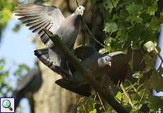 Kämpfende Hohltauben (Columba oenas) am Altrhein