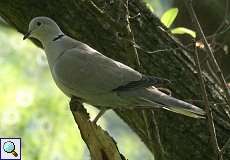 Türkentaube (Streptopelia decaocto) am Altrhein