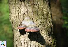 Zunderschwamm (Tinder Fungus, Fomes fomentarius)