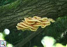 Schwefelporling (Laetiporus sulphureus) am Altrhein