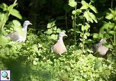 Ringeltauben (Columba palumbus) am Altrhein