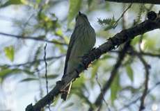 Grauschnäpper (Muscicapa striata) am Altrhein