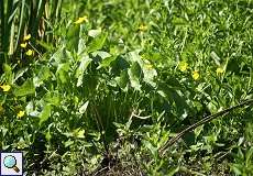 Sumpfdotterblume (Caltha palustris) am Altrhein