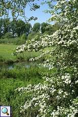 Blühender Weißdorn (Crataegus sp.) am Altrhein