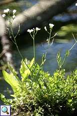 Wiesen-Schaumkraut (Cardamine pratensis) am Altrhein