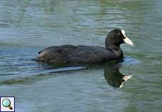 Blässhuhn (Fulica atra) am Altrhein