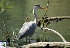 Graureiher (Ardea cinerea cinerea) am Altrhein