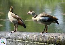 Nilgänse (Alopochen aegyptiaca) am Altrhein