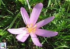 Herbst-Zeitlose (Colchicum autumnale) in der Urdenbacher Kämpe