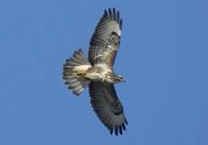 Mäusebussard (Buteo buteo) in der Urdenbacher Kämpe