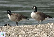 Kanadagänse (Branta canadensis) in der Urdenbacher Kämpe