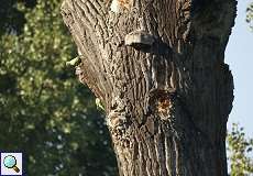 Halsbandsittiche (Psittacula krameri) erkunden einen Baum in der Urdenbacher Kämpe