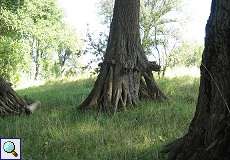 Baum mit Wurzeln wie Stelzen am Rheinufer in der Urdenbacher Kämpe