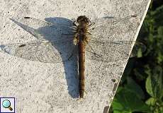 Weibliche Große Heidelibelle (Sympetrum striolatum) in der Urdenbacher Kämpe