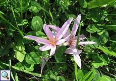 Herbst-Zeitlose (Colchicum autumnale) in der Urdenbacher Kämpe