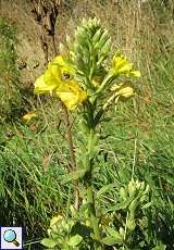 Gewöhnliche Nachtkerze (Oenothera biennis) in der Urdenbacher Kämpe