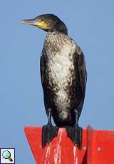 Kormoran (Phalacrocorax carbo carbo) in der Urdenbacher Kämpe