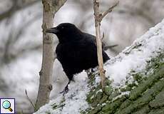 Rabenkrähe (Corvus corone) in der Urdenbacher Kämpe