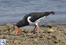 Austernfischer (Palaearctic Oystercatcher, Haematopus ostralegus)