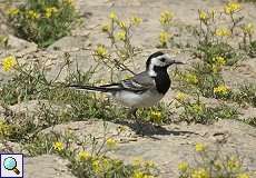 Männliche Bachstelze (White Wagtail, Motacilla alba)