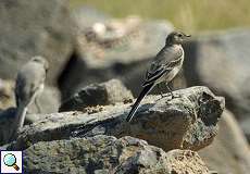 Jugendliche Bachstelzen (White Wagtail, Motacilla alba)