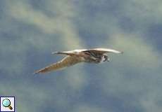 Baumfalke (Eurasian Hobby, Falco subbuteo)