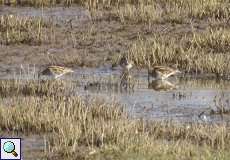 Bekassine (Common Snipe, Gallinago gallinago)