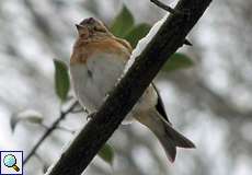 Bergfink (Brambling, Fringilla montifringilla)