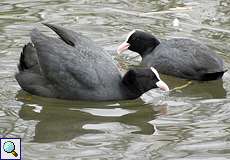 Blässhuhn (Black Coot, Fulica atra)