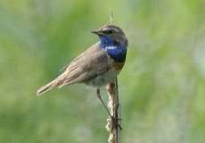 Männliches Blaukehlchen (Bluethroat, Cyanecula svecica cyanecula)