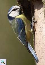 Blaumeise (Blue Tit, Cyanistes caeruleus, früher Parus caeruleus)